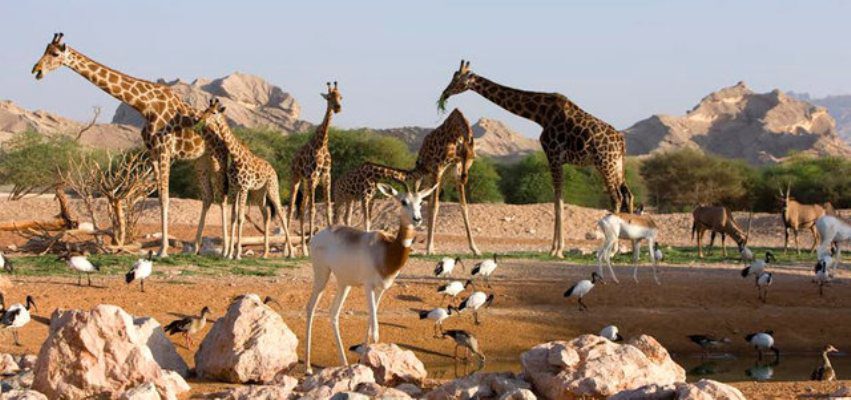 حديقة حيوانات الإمارات